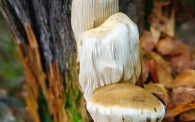 Lion’s Mane: A mushroom that has a beneficial effect on the nervous system